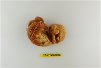 藏品(橙紅陸寄居蟹)的圖片